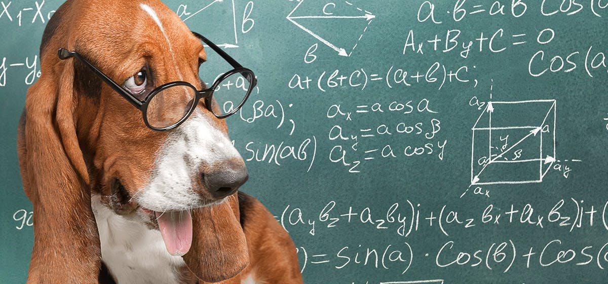 A cute dog doing some math